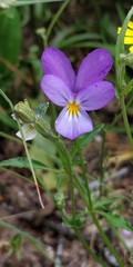 Viola tricolor curtisii