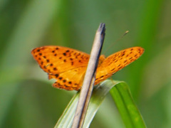 Pseudargynnis hegemone