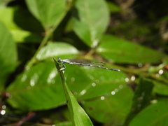 Platycnemis foliacea