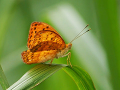 Pseudargynnis hegemone