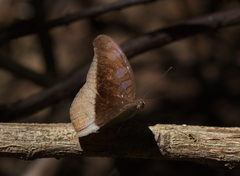 Tanaecia cocytus