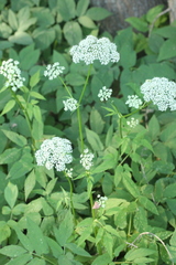 Aegopodium podagraria