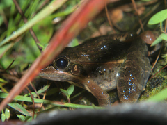 Ptychadena oxyrhynchus