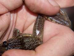 Ptychadena oxyrhynchus