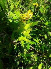 Hypericum ellipticum