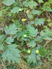 Crataegus