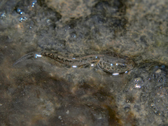 Ptychadena mutinondoensis