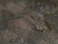 Ptychadena mutinondoensis