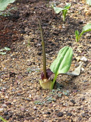 Biarum dispar