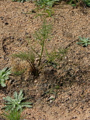 Ferula loscosii