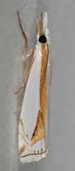 Crambus girardellus