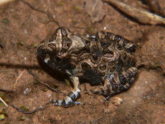 Tomopterna tuberculosa