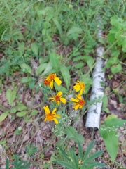 Tephroseris porphyrantha