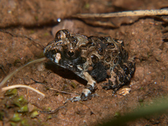 Tomopterna tuberculosa