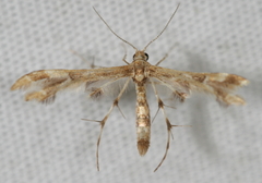 Geina periscelidactylus