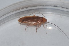 Parcoblatta virginica