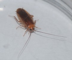 Parcoblatta virginica