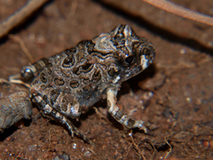 Tomopterna tuberculosa