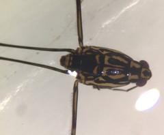 Trepobates inermis