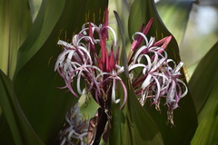 Crinum × amabile