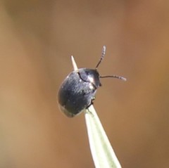 Spermophagus sericeus