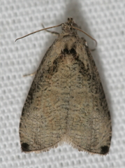 Olethreutes exoletum