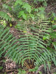 Dryopteris filix-mas
