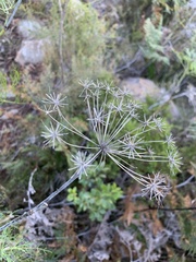 Notobubon capense