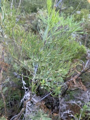 Notobubon capense