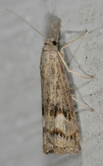 Neodactria zeellus