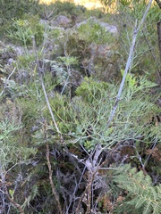 Notobubon capense