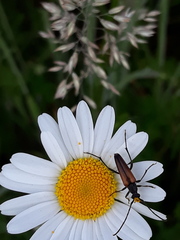 Stenurella melanura
