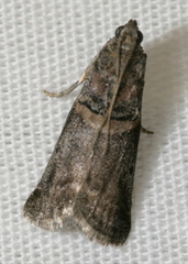 Acrobasis juglandis