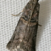 Pecan Leaf Casebearer Moth - Photo (c) seabrookeleckie, some rights reserved (CC BY-NC), uploaded by seabrookeleckie