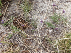 Penstemon heterodoxus heterodoxus