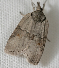 Nycteola