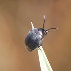 Spermophagus sericeus