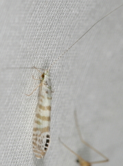 Nectopsyche exquisita