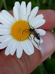 Stenurella melanura