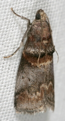 Acrobasis angusella