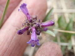 Penstemon heterodoxus heterodoxus
