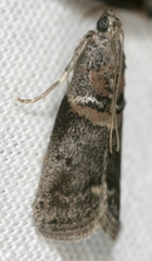 Acrobasis juglandis