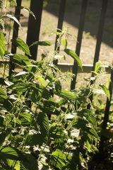 Urtica dioica