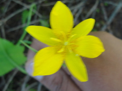 Calochortus venustulus
