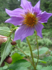 Dahlia sherffii