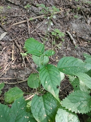 Circaea lutetiana