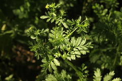 Potentilla supina