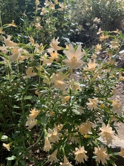 Diplacus grandiflorus