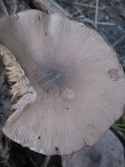 Psathyrella uliginicola image