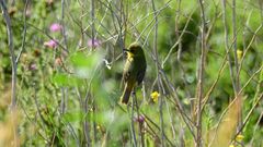 Pseudocolopteryx acutipennis